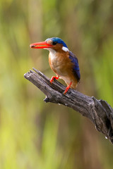 Martin pêcheur huppé,.Corythornis cristatus , Malachite Kingfisher