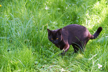 Black Cat With Yellow Eyes Across Green Lawn on Hunt

