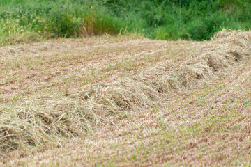 Tilled field with animal food