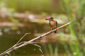 Martin pêcheur huppé,.Corythornis cristatus , Malachite Kingfisher