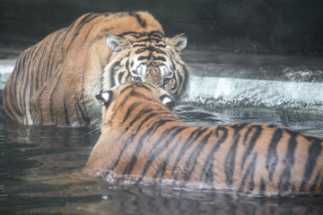 Fototapeta na wymiar The tiger look at tiger in pool