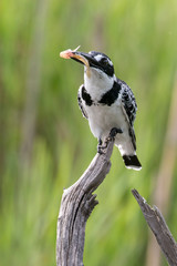 Martin pêcheur pie,.Ceryle rudis, Pied Kingfisher