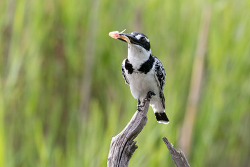 Martin pêcheur pie,.Ceryle rudis, Pied Kingfisher