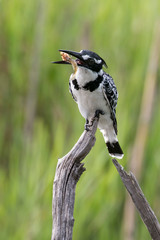 Martin pêcheur pie,.Ceryle rudis, Pied Kingfisher