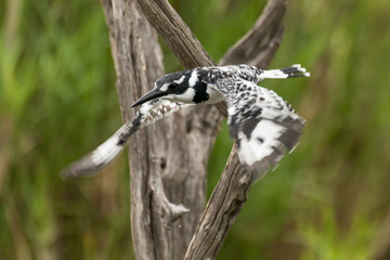 Martin pêcheur pie,.Ceryle rudis, Pied Kingfisher