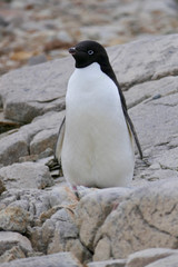 Curious adelie penguin looking into camera, penguin colony, Antarctica