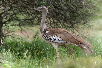 Outarde kori, parades, Ardeotis kori, Kori Bustard, Afrique du Sud