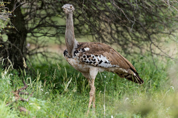 Outarde kori, parades, Ardeotis kori, Kori Bustard, Afrique du Sud