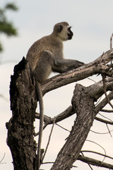 Vervet, singe, Chlorocebus pygerythrus
