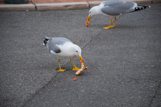 Seagull in the city walking around with pizza in its mouth