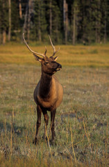 Wapiti, Cervus canadensis, Parc national du Yellowstone, Etats Unis, USA