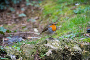 The European robin, known simply as the robin or robin redbreast in the British Isles