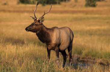 Wapiti, Cervus canadensis, Parc national du Yellowstone, Etats Unis, USA