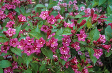 weigélia , Weigela, variete Carnaval