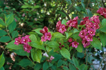 weigélia , Weigela, variete Carnaval