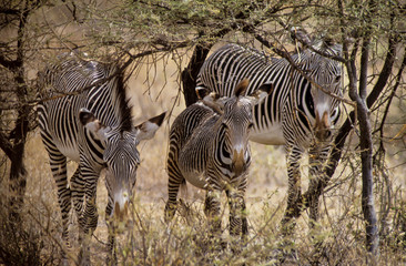 Z&egrave;bre de Gr&eacute;vy, Equus grevyi, Parc national de Zamburu, Kenya