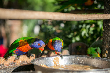 colorful rainbow lorikeets parrots are eating food from a tray in garden