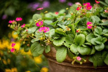 Potted strawberry plants bloom with bright pink flowers