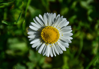 Obraz premium Bialy kwiat na zielonym tle