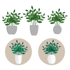 Set of Emerald Palm or Zanzibar Gem in concrete pot and white shiny ceramic pot. Indoor decorative home plant. Flat design vector illustration.