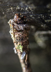 Evergreen Bagworm Moth coming out of its case along the nature trail in Pearland!