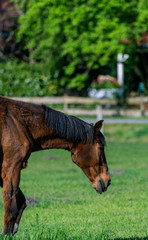 Kon na farmie © maciej