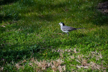 Wild bird on the green grass in the park