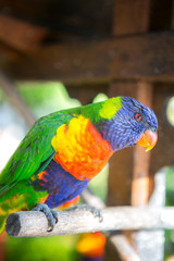 colorful rainbow lorikeets parrot is hanging on a stick