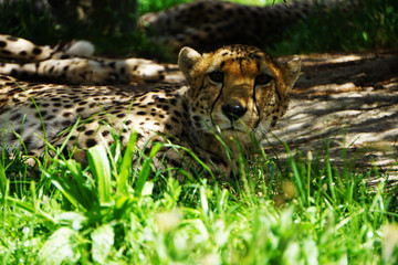African cheetah