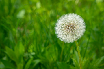 dandelion in a green garden in spring