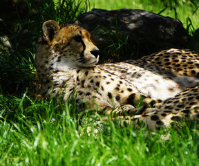 Cheetah in the zoo