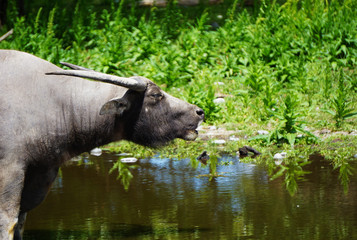 Water buffalo in the zoo