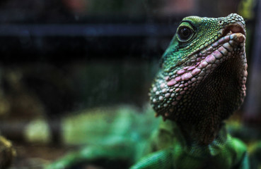 Chinese water dragon head close-up, Physignathus cocincinus