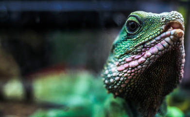 Chinese water dragon head close-up, Physignathus cocincinus