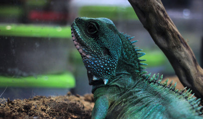 Chinese water dragon lizard close-up, Physignathus cocincinus