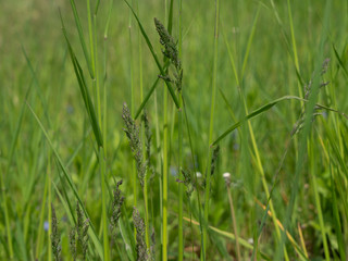 green grass in the spring garden