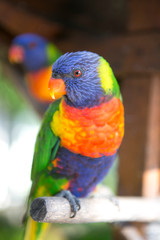 colorful rainbow lorikeets parrot is hanging on a stick