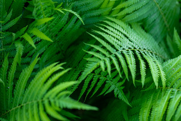 green fern leaves
