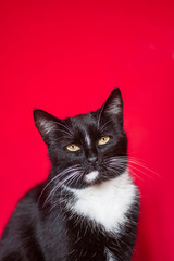 Portrait of an adorable black and white adult cat