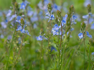 Blue spring flower in the garden macro close-up shot