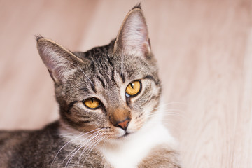 Fototapeta premium Portrait cute brown tabby striped cat