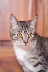 Fototapeta na wymiar Portrait cute brown tabby striped cat