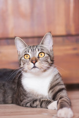 Naklejka na ściany i meble Portrait cute brown tabby striped cat