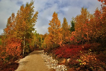 Fototapeta na wymiar Forêt Canada