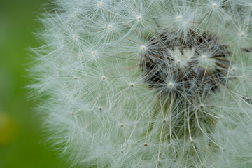 Fototapeta premium Dandelion Large Macro Shot