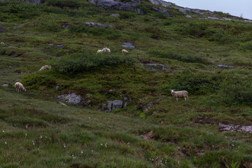 Fototapeta na wymiar sheep running freely in the mountains of Norway,selective focus