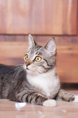 Fototapeta na wymiar Portrait cute brown tabby striped cat