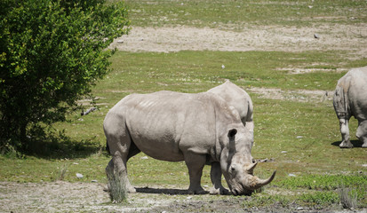 Fototapeta premium Herd of rhinos 