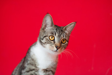 Obraz premium Portrait of a cute brown tabby striped cat