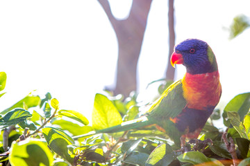 colorful rainbow lorikeets parrot is hanging on a stick in the garden
